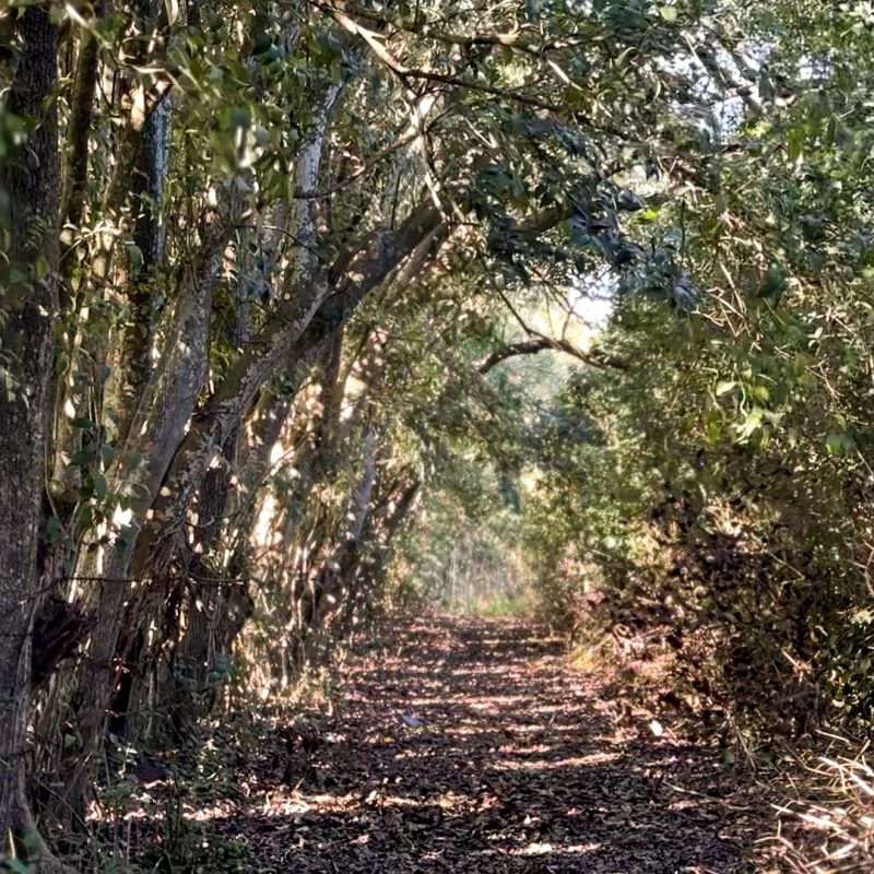 Fincas de Arana (1)