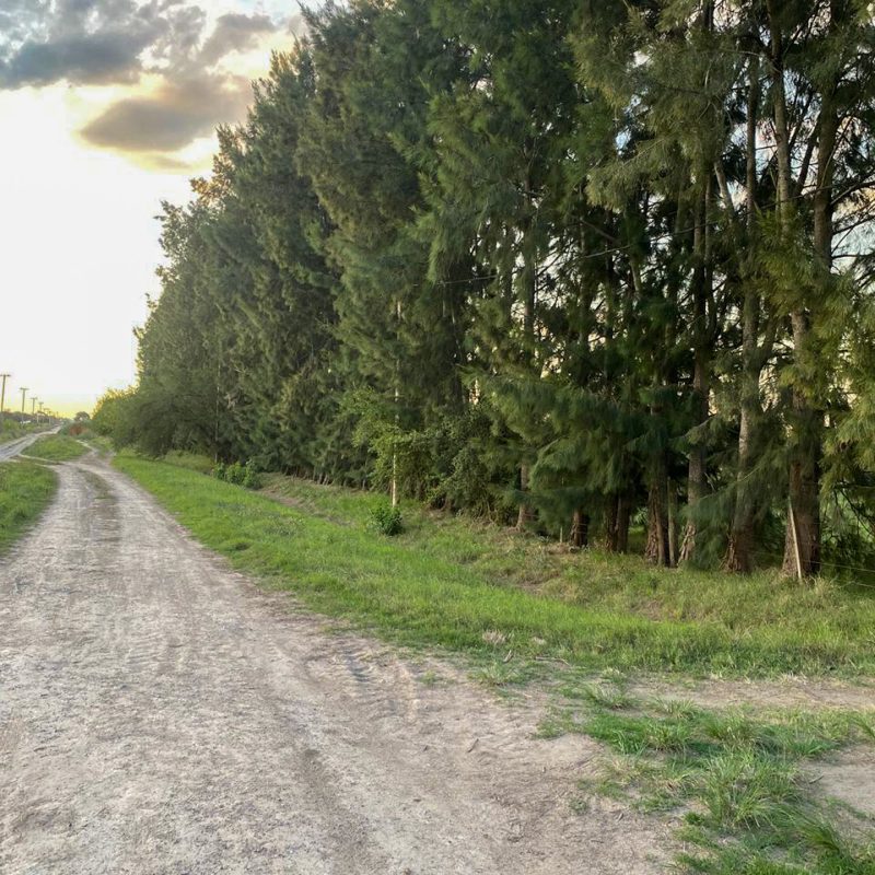 Pinares de Arana #2