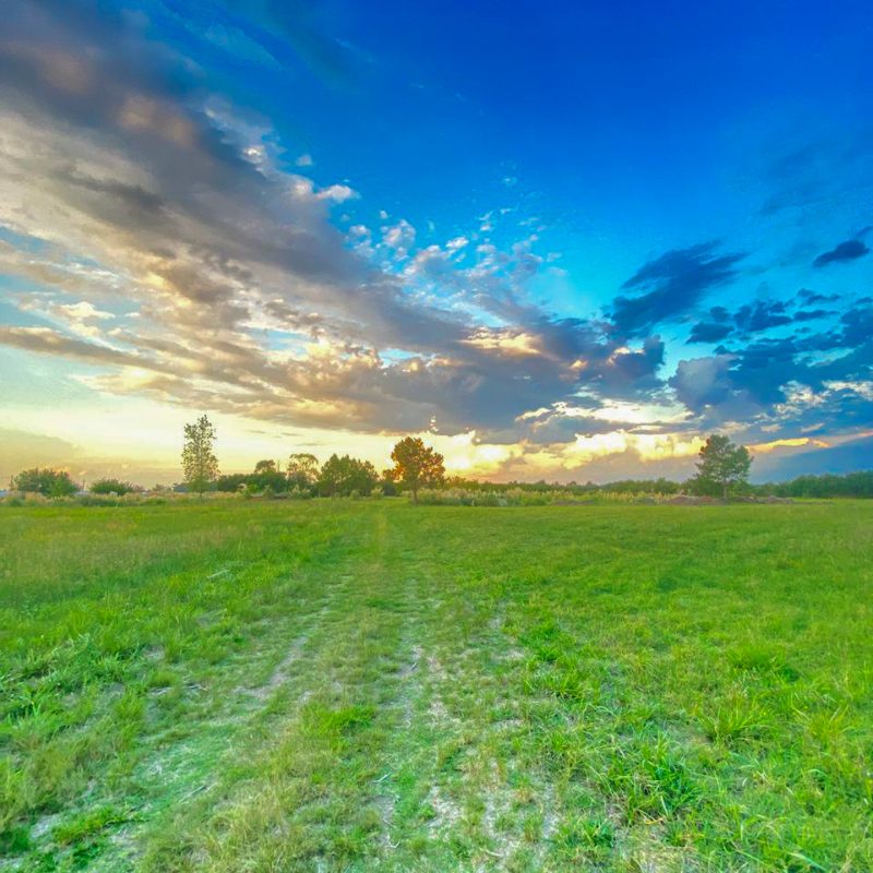 Pinares de Arana #4